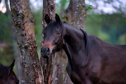 Warum gerade Trakehner?
