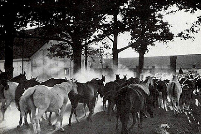 Pferdeherde im Hauptgestüt, 1927