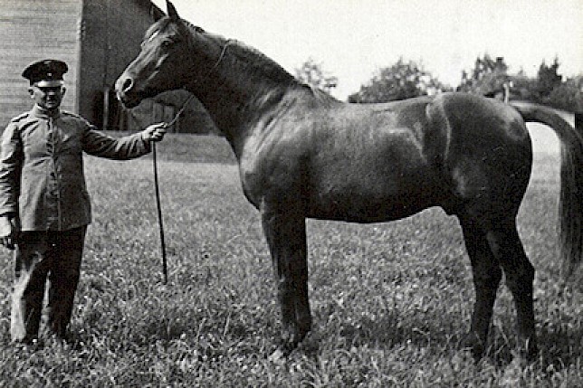 Trakehner 1927