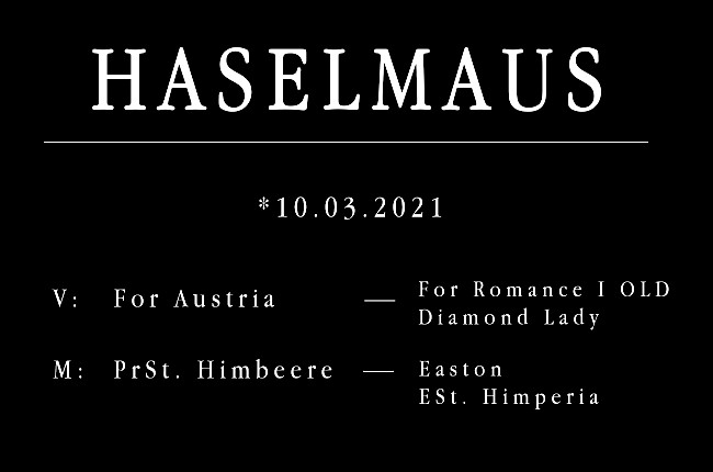 Haselmaus